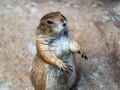 Curious prairie dog standing on sand ground Royalty Free Stock Photo